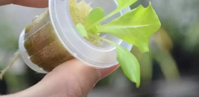 蜜桃成品人视频免费入口