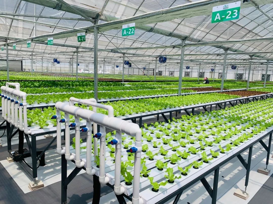 蜜桃成品人视频免费入口