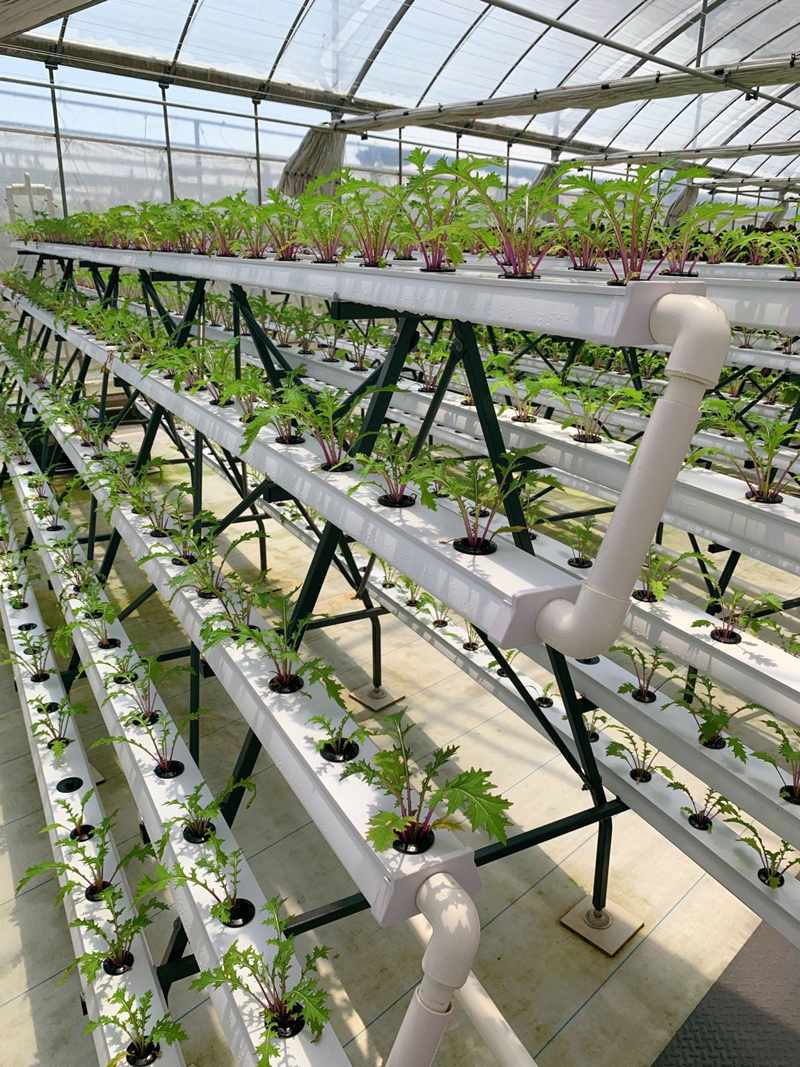 蜜桃成品人视频免费入口