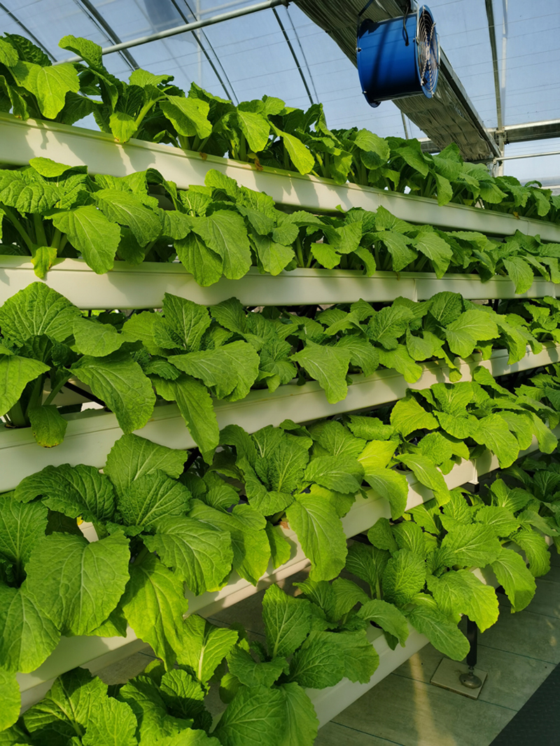 蜜桃成品人视频免费入口