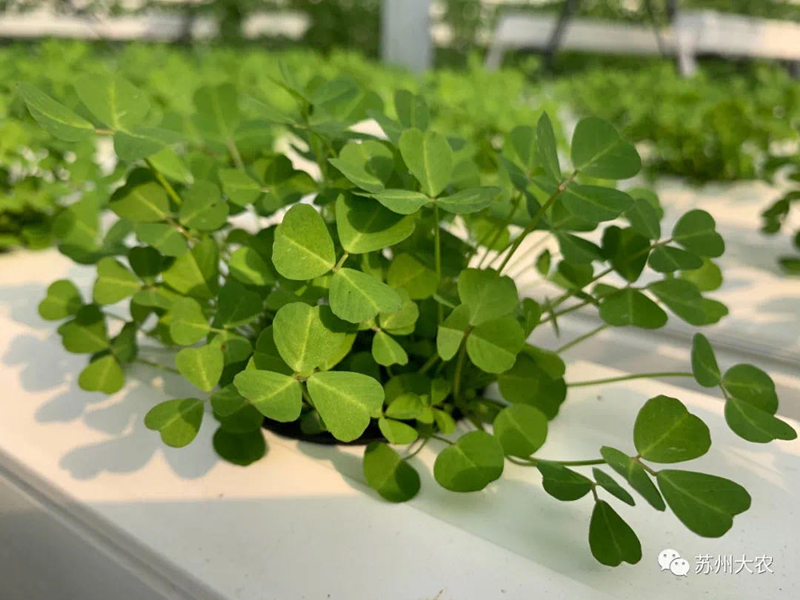 蜜桃成品人视频免费入口