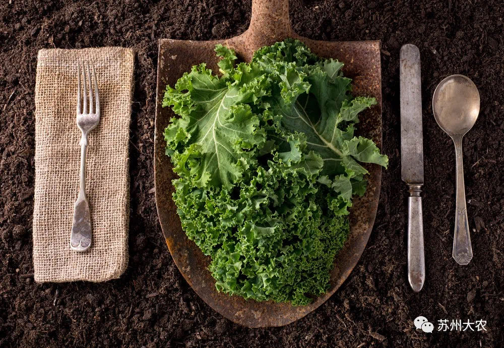 蜜桃成品人视频免费入口