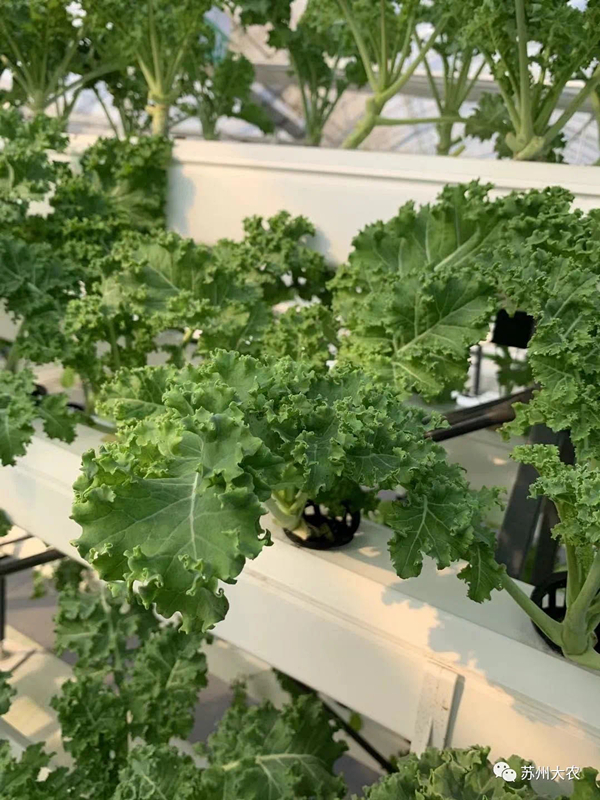 蜜桃成品人视频免费入口