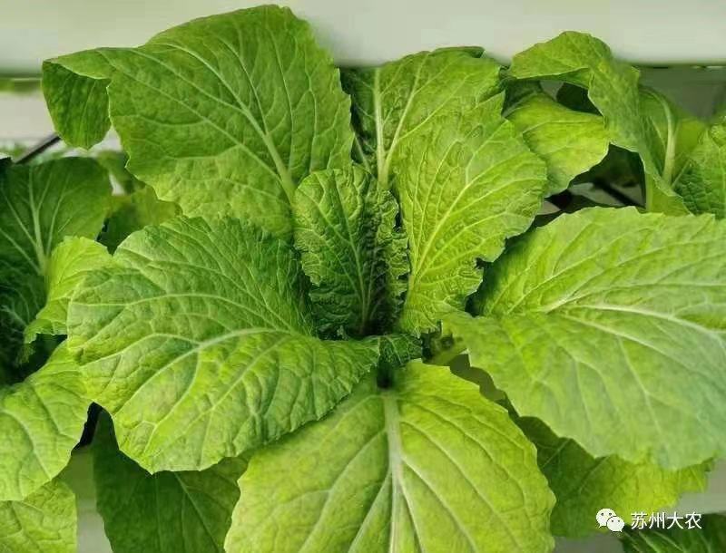 蜜桃成品人视频免费入口