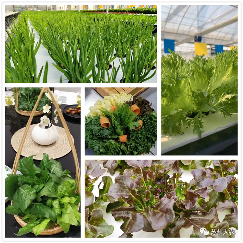 蜜桃成品人视频免费入口