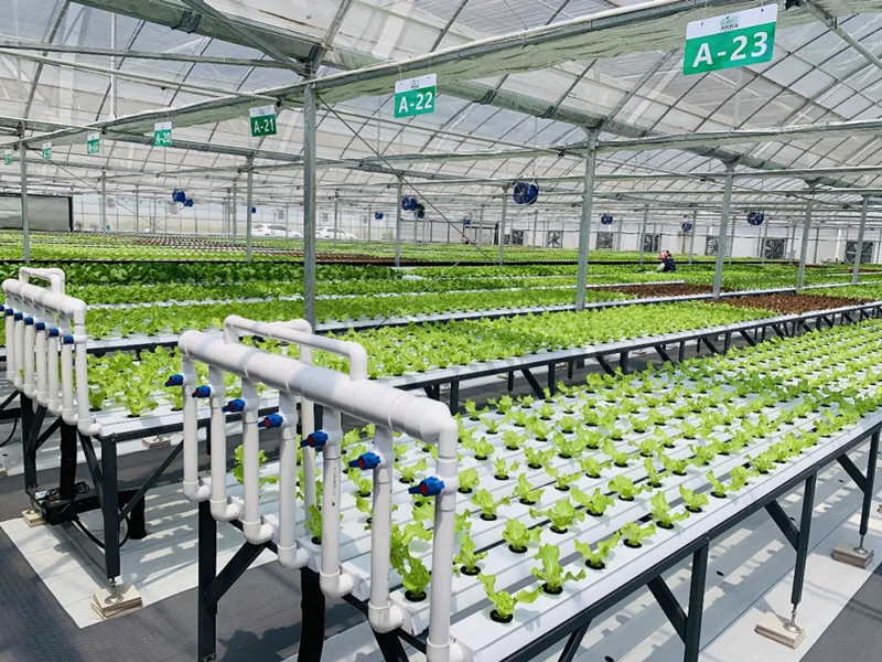 蜜桃成品人视频免费入口