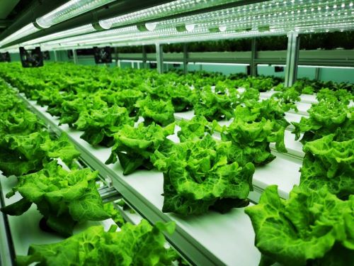 蜜桃成品人视频免费入口