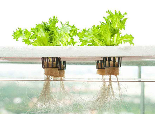 蜜桃成品人视频免费入口