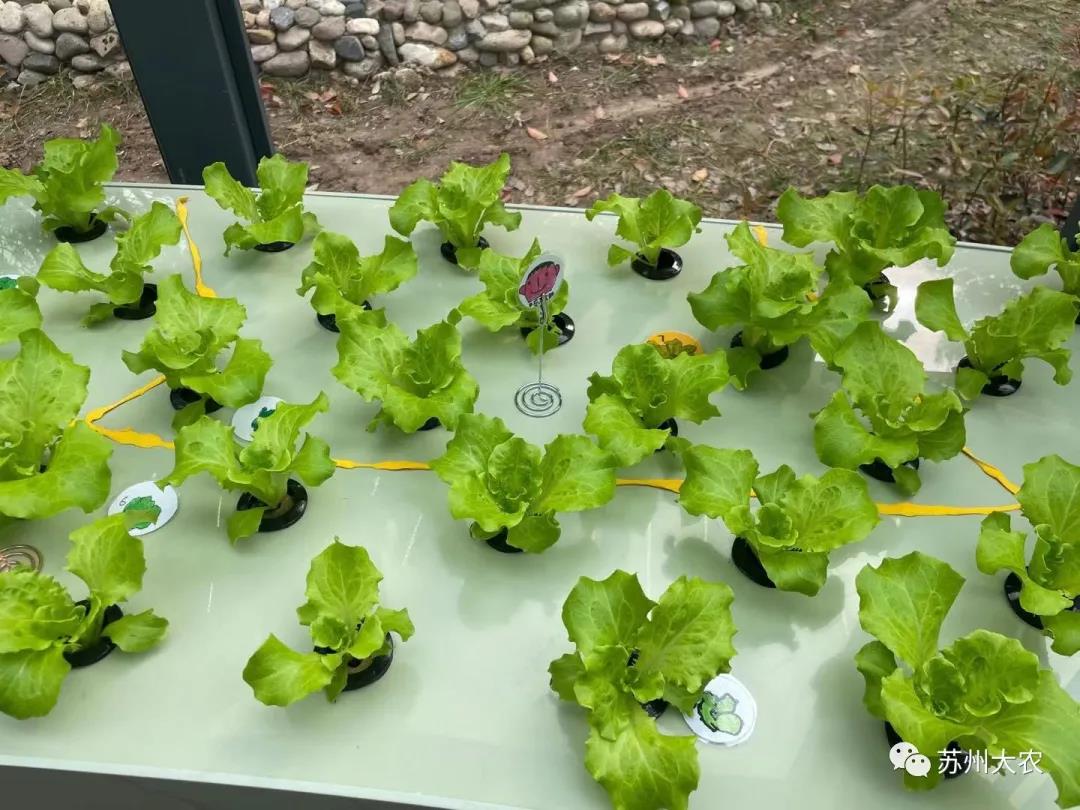 蜜桃成品人视频免费入口