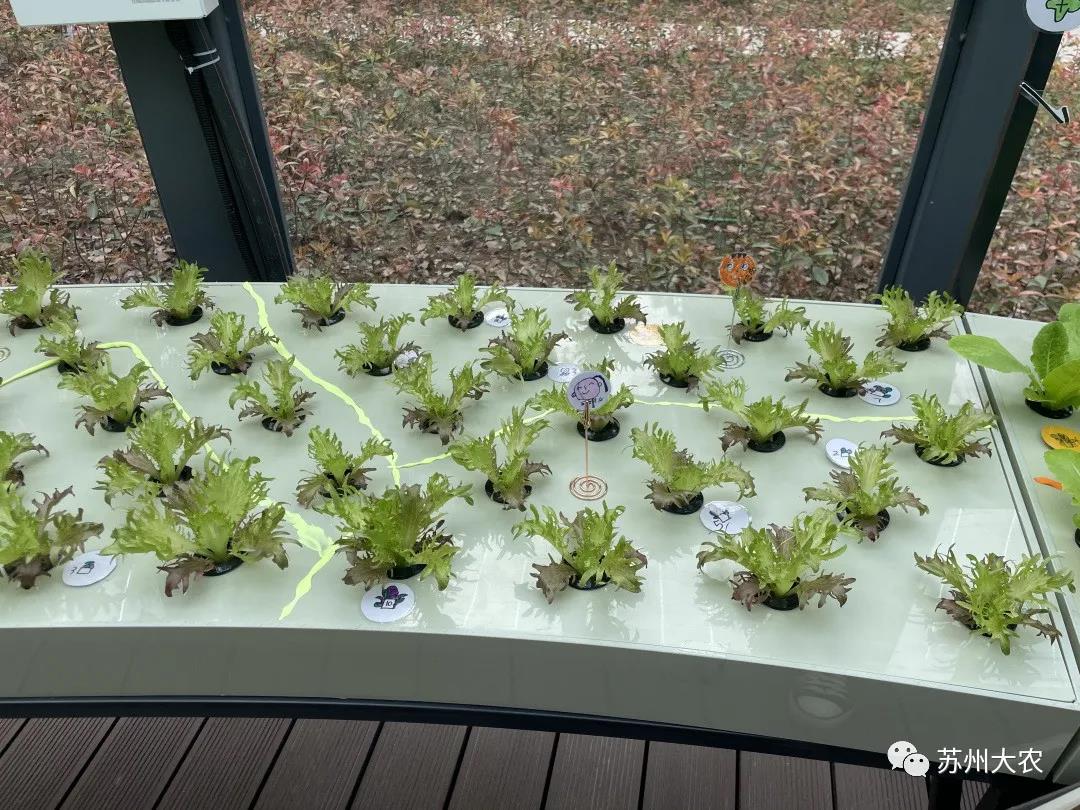 蜜桃成品人视频免费入口