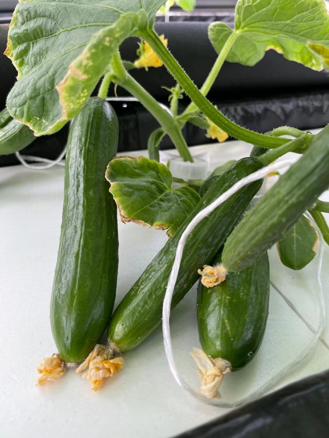 蜜桃成品人视频免费入口