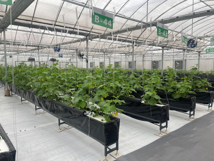 蜜桃成品人视频免费入口