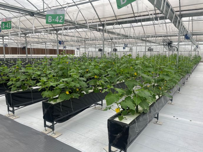 蜜桃成品人视频免费入口