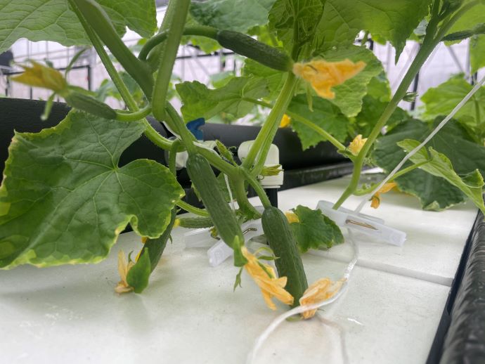 蜜桃成品人视频免费入口