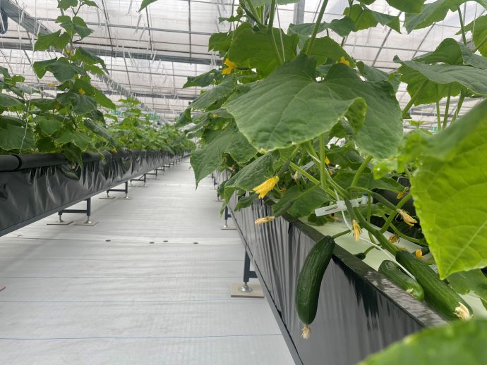 蜜桃成品人视频免费入口