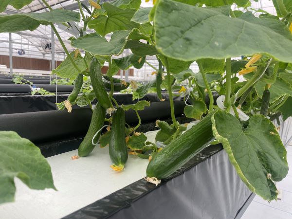 蜜桃成品人视频免费入口