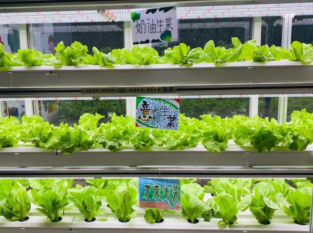 蜜桃成品人视频免费入口